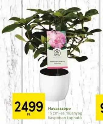 Tesco Havasszépe 15 cm-es műanyag kaspóban kapható ajánlat