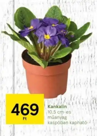 Tesco Kankalin 10,5 cm-es műanyag kaspóban kapható ajánlat