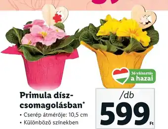 Lidl Primula díszcsomagolásban 10,5cm ajánlat