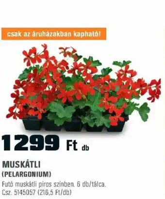MUSKÁTLI PELARGONIUM