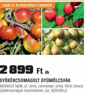 GYÖKÉRCSOMAGOLT GYÜMÖLCSFÁK