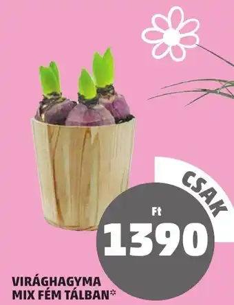 PENNY VIRÁGHAGYMA MIX FÉM TÁLBAN ajánlat