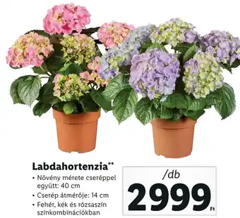 Lidl Labdahortenzia ajánlat