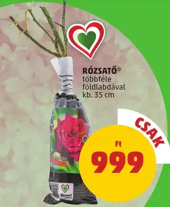 RÓZSATŐ 35cm