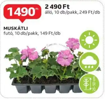 Auchan MUSKÁTLI ajánlat
