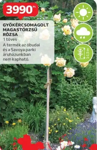 GYÖKÉRCSOMAGOLT MAGASTÖRZSŰ RÓZSA