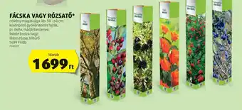 ALDI FÁCSKA VAGY RÓZSATŐ ajánlat