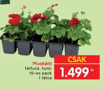 Muskátli félfutó