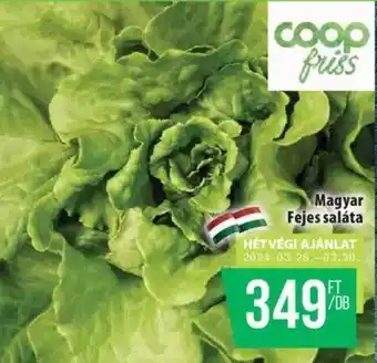 Coop Magyar Fejes saláta ajánlat