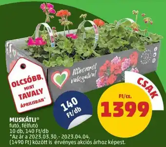 MUSKÁTLI 10db