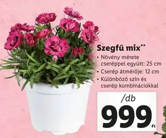 Lidl Szegfű mix 25cm ajánlat