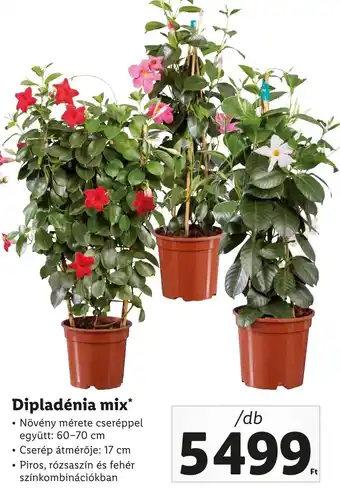 Lidl Dipladénia mix ajánlat