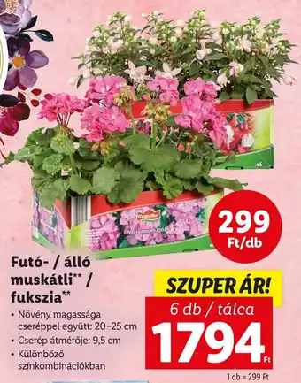 Lidl Futó álló muskátli fukszia ajánlat