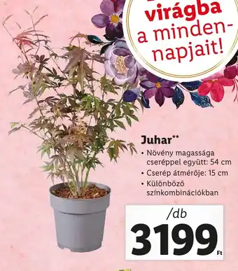 Lidl Juhar ajánlat