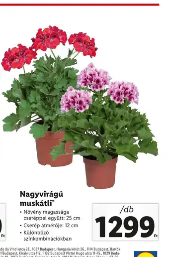 Lidl Nagyvirágú muskátli 1db ajánlat