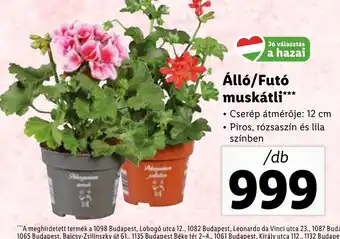 Lidl Álló/Futó muskátli 1db ajánlat