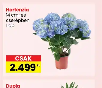 Spar Hortenzia 1 db ajánlat