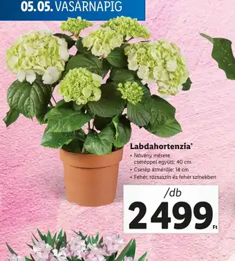Lidl Labdahortenzia* 1db ajánlat