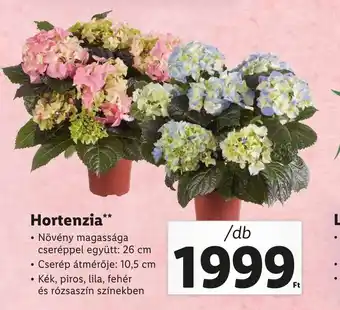 Lidl Hortenzia 1db ajánlat