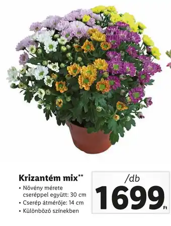 Lidl Krizantém mix 1db ajánlat