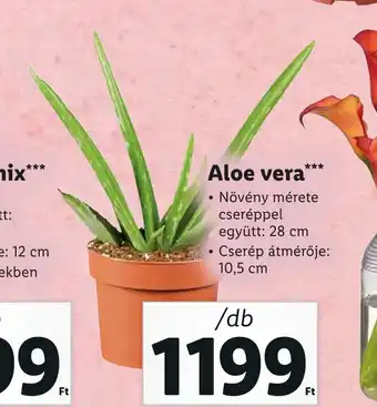 Lidl Aloe vera 1db ajánlat