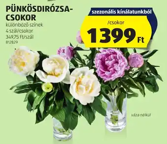 ALDI PÜNKÖSDIRÓZSA- CSOKOR ajánlat
