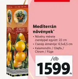 Lidl Mediterrán növények 1db ajánlat
