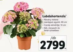 Lidl Labdahortenzia 1db ajánlat