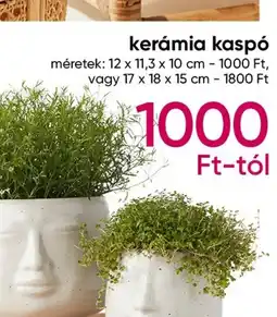 kerámia kaspó