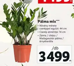 Lidl Pálma mix ajánlat