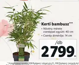 Lidl Kerti bambusz ajánlat