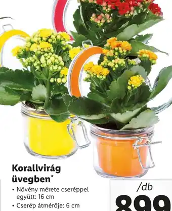 Lidl Korallvirág üvegben ajánlat