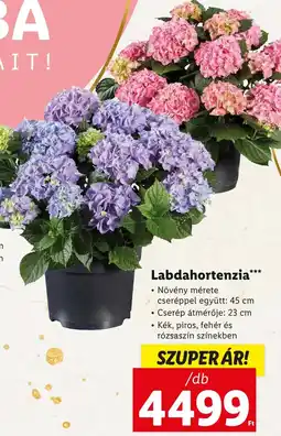 Lidl Labdahortenzia ajánlat