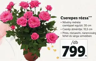 Lidl Cserepes rózsa ajánlat