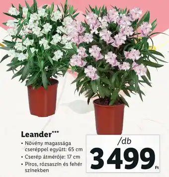 Lidl Leander ajánlat