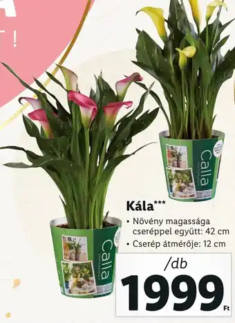 Lidl Kála ajánlat