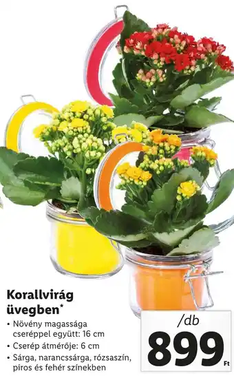 Lidl Korallvirág üvegben ajánlat