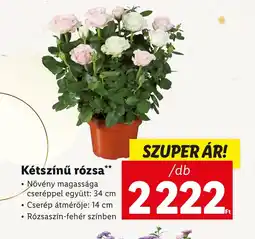 Lidl Kétszínű rózsa 1db ajánlat