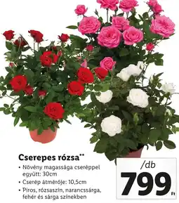 Lidl Cserepes rózsa ajánlat