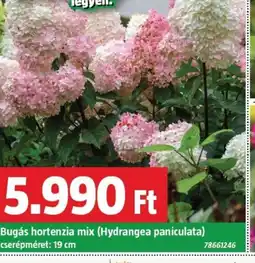 Bugás hortenzia mix