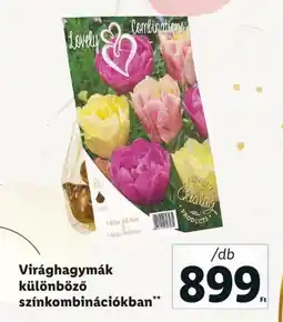 Lidl Virághagymák különböző színkombinációkban 1db ajánlat