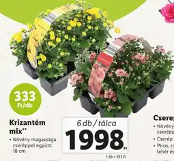 Lidl Krizantém mix 6db/talca ajánlat