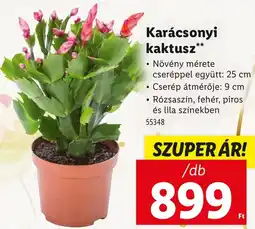 Lidl Karácsonyi kaktusz ajánlat