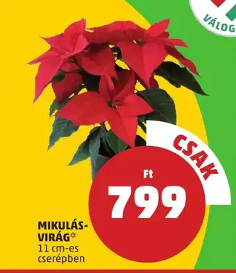 PENNY Mikulásvirág ajánlat