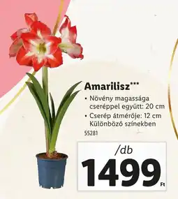 Amarilisz