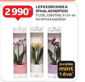 Auchan Lepkeorchidea (phalaenopsis) ajánlat
