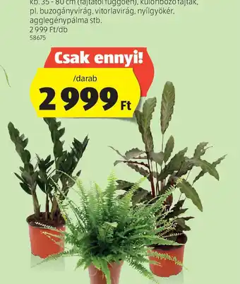 ALDI Feng Shui Energianövény ajánlat