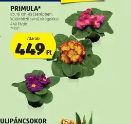 ALDI Primula ajánlat