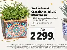 Lidl Szukkulensek Casablanca-stílusú kerámiában ajánlat