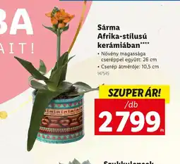 Lidl Sárma Afrika-stílusú kerámiában ajánlat